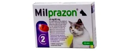 macskák thepetclub