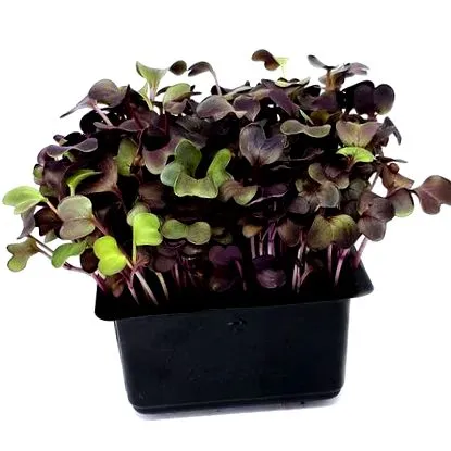vörös microgreens