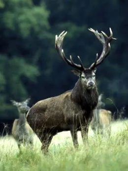 елени Cervus nippon Cervus nippon