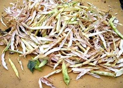 legérdekesebb