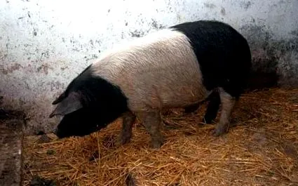 pénzügyi pénzügyi
