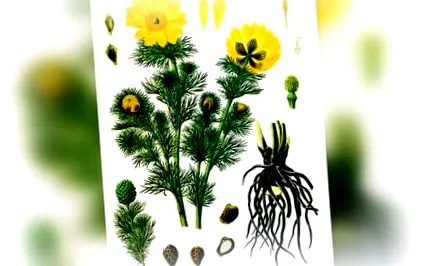 vernalis