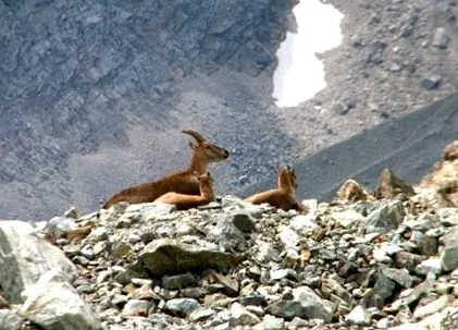 alpok-aiguille