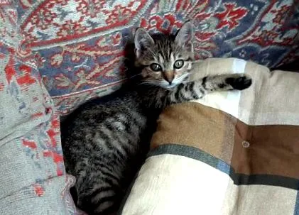 котки котки