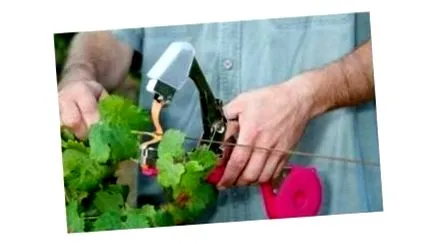 viniča