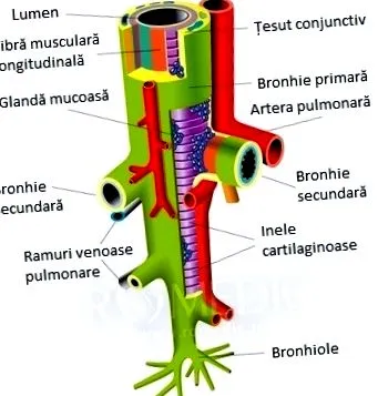 tracheobronchialis tracheobronchialis