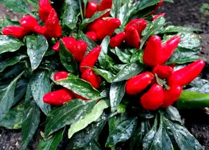 paprika