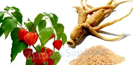 ајурведичен ајурведичен