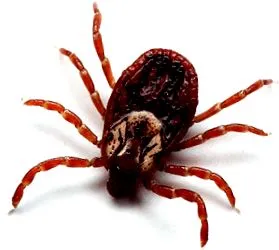 babesioza