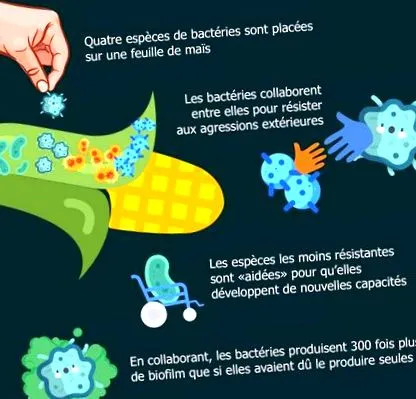 bacterie