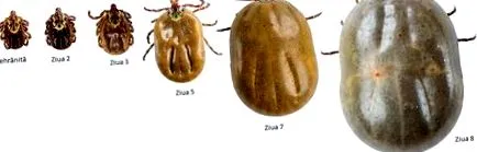 babesioza
