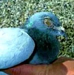 апетитот намалува исто така