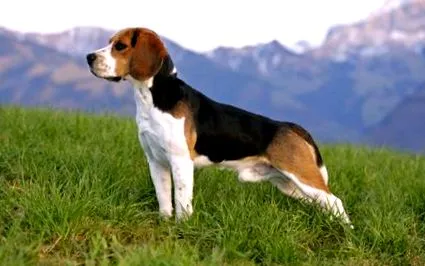 beagle információ