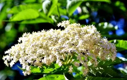 sambucus