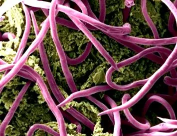 vérzést Enterobius vermicularis