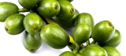 coffee green