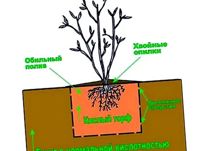 ültetési finomsága