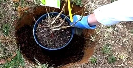 áfonyakert áfonyakert