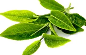 Panax Ginseng