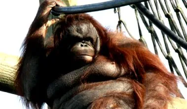 legkövérebb orangutánja