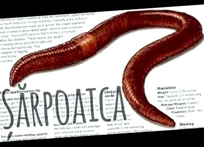 црви деца