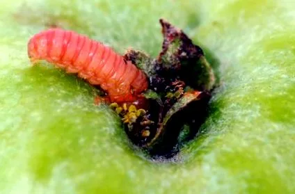 hasmenes