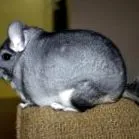 csincsilla