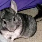 csincsilla