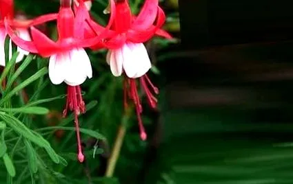 fuchsia