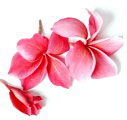 chirurgia