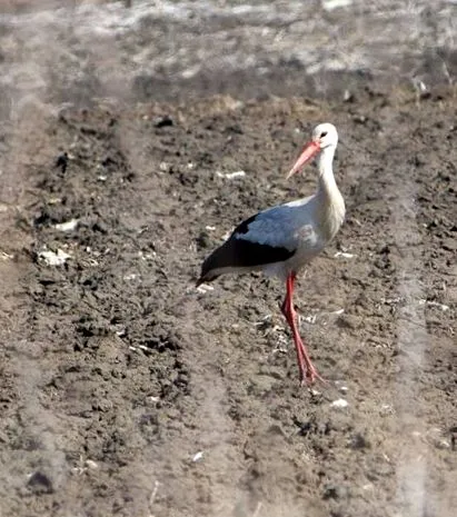 Ciconia ciconia