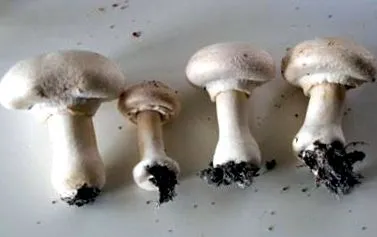 champignon