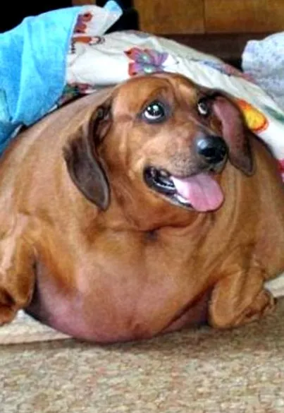 šteňa