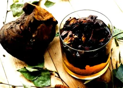гъби лечебни
