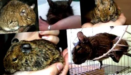 degu smart