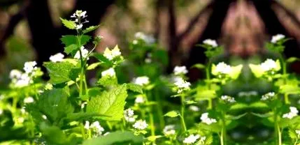 forskolin
