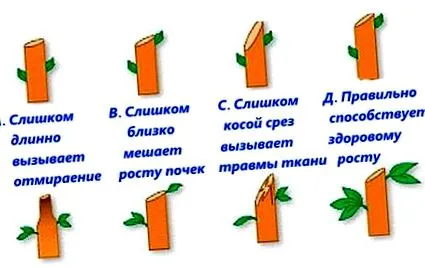 исечете