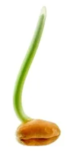 alternatív
