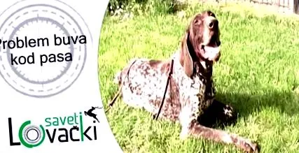 tisztítása paraziták