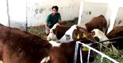 romániában