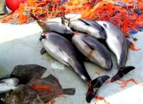 delfinek