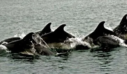 közönséges delfin