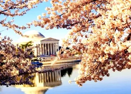 fesztivál washingtonból
