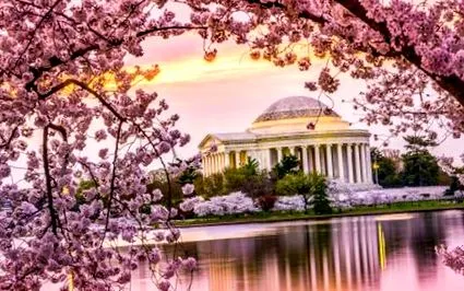 cseresznyevirág washingtonból