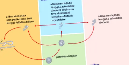 най-честите инфекция