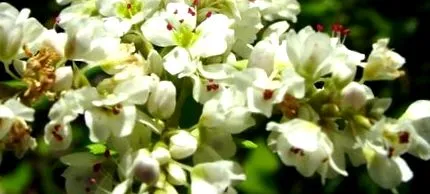 елда характеристика