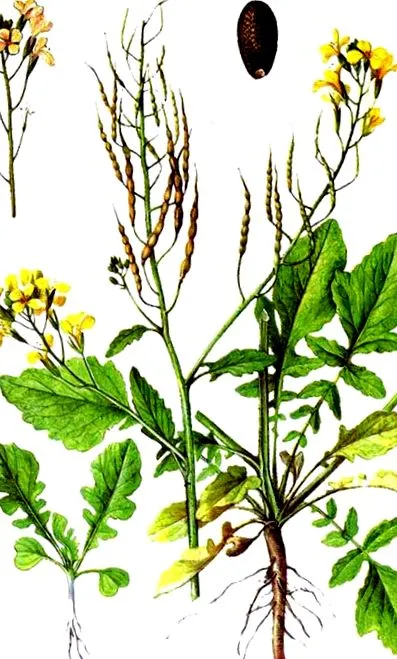 Raphanus sativus