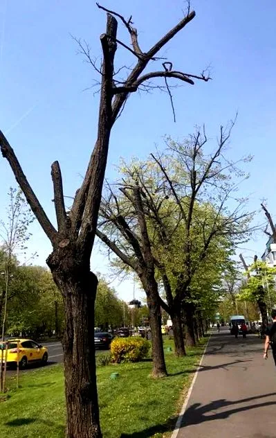 доглядом програли