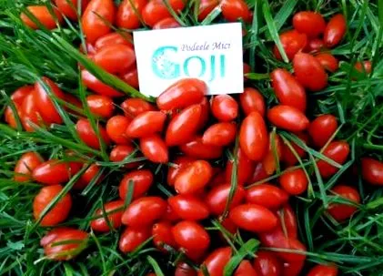 goji