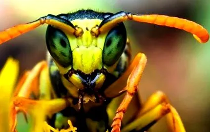 alacsony alacsony